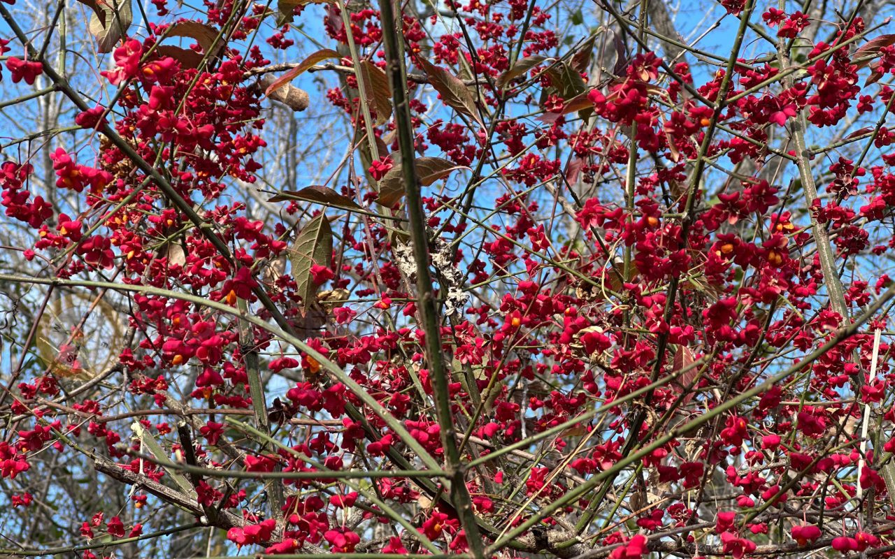 a tree with red flowers - biking trails toronto