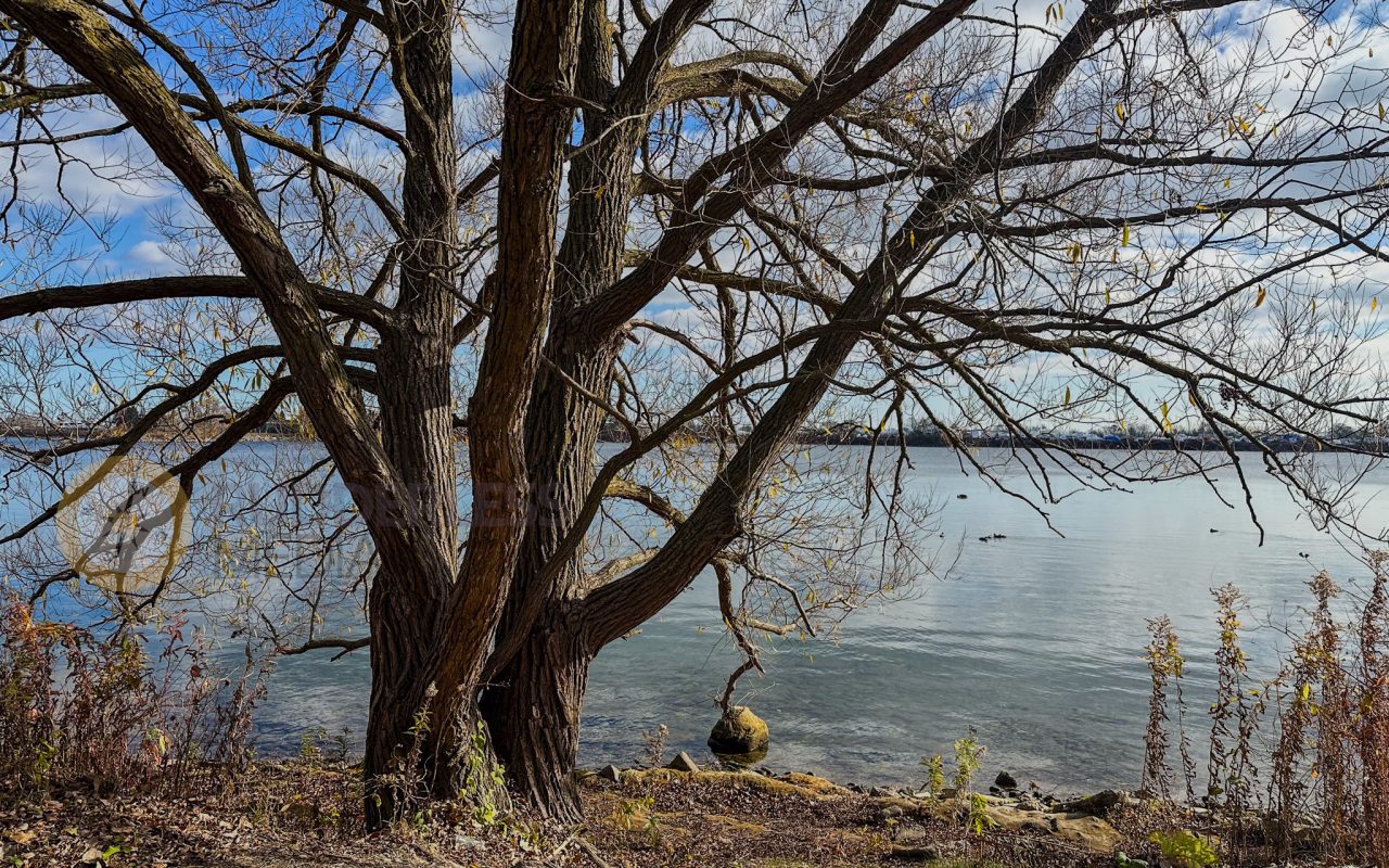 a tree next to a body of water - biking trails toronto