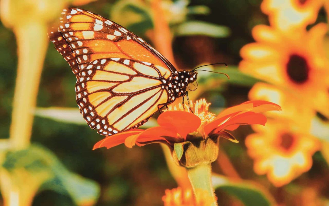 monarch butterfly on an orange flower