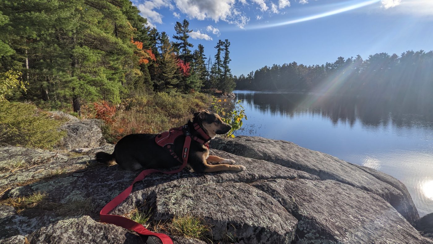 hidden gem ontario parks - dog lying on a rock with fall colours and a lake in the background at grundy lake provincial park