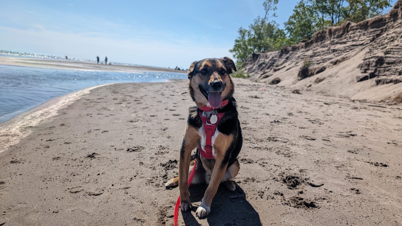 ontario provincial parks camping - dog on the beach at long point provincial park