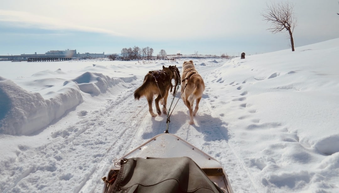 view from a dog sled, watching the dogs pull it down a trail | winter activities ontario
