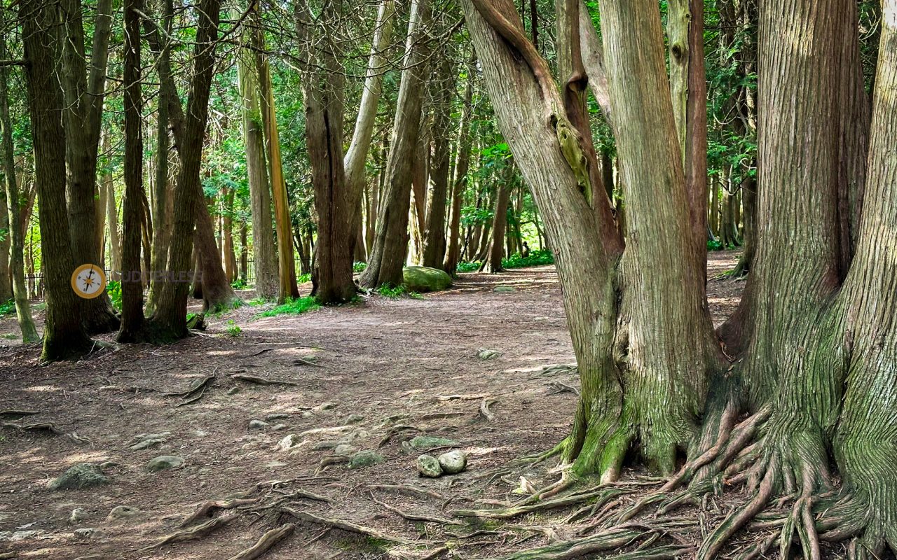 elora gorge camping - a forest with trees and a dirt path
