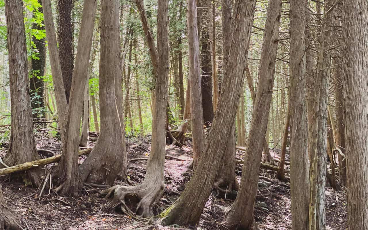 elora outdoors