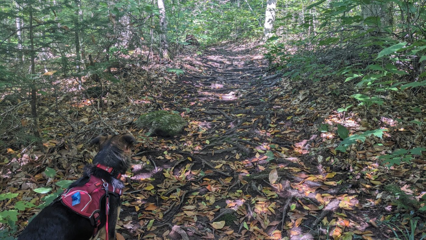 haliburton forest
