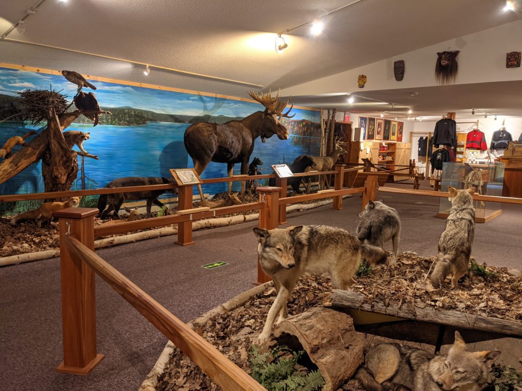 haliburton forest wolf centre