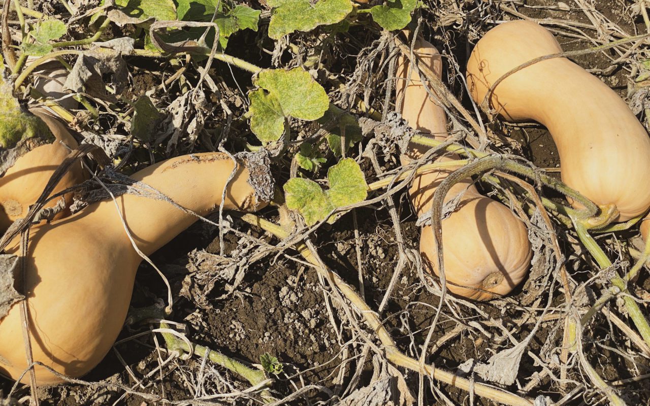 gourds growing on the vine
