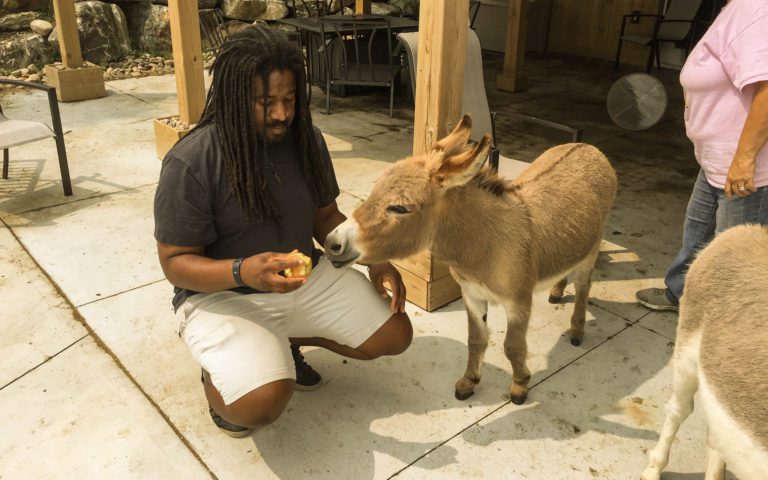 tiny tim the mini donkey