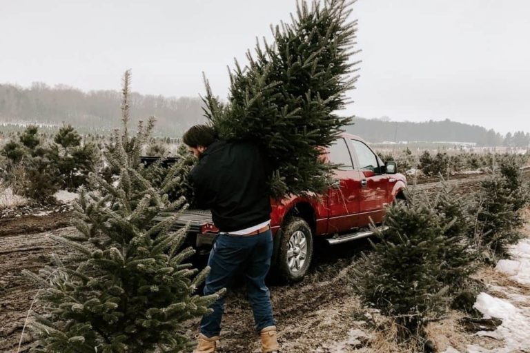 Christmas Tree Farm Ontario