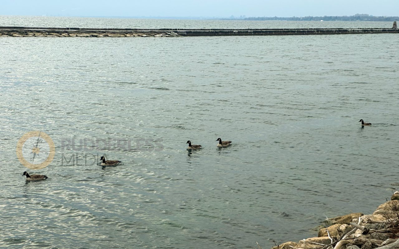ducks swimming in a body of water