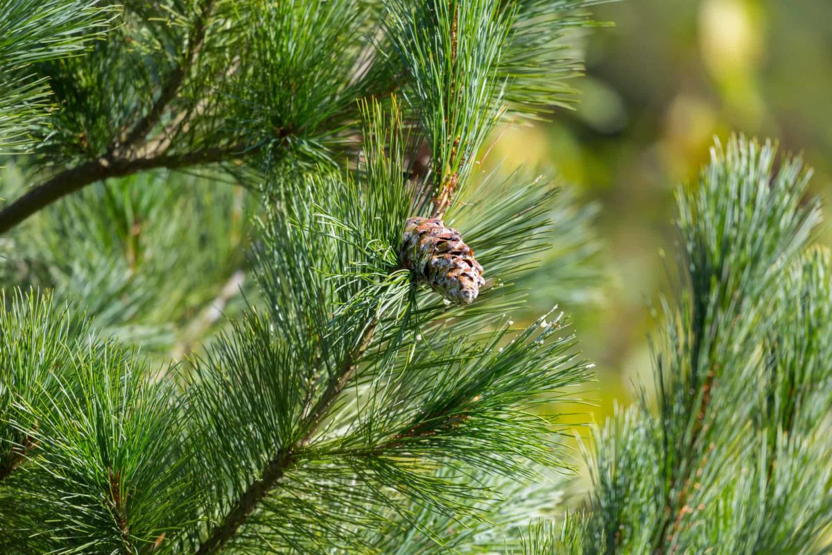 Provincial tree of ontario