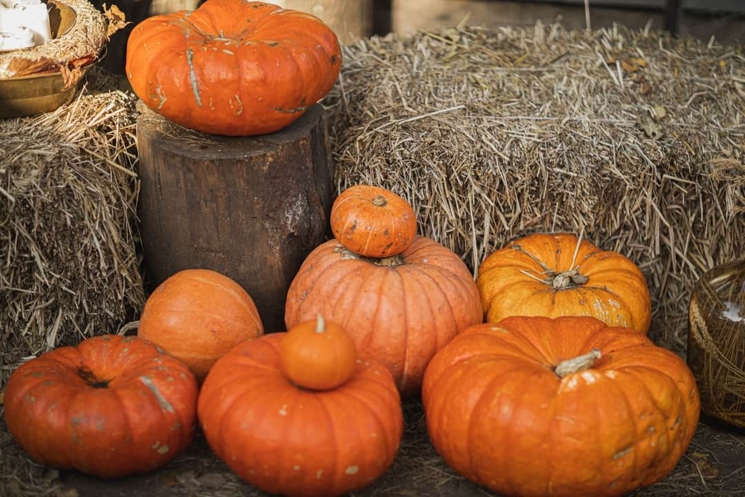 pumpkins sitting on and around a log and bales of straw | pumpkin picking