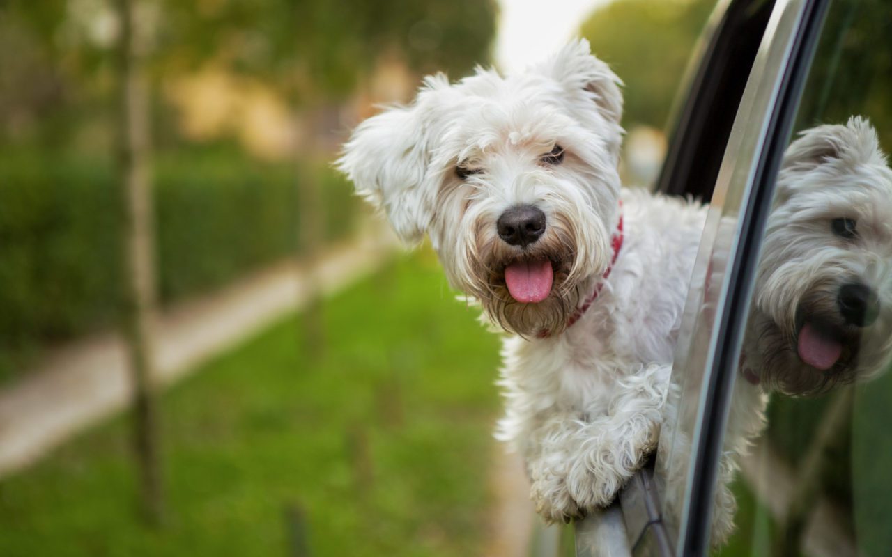 road trip with dogs