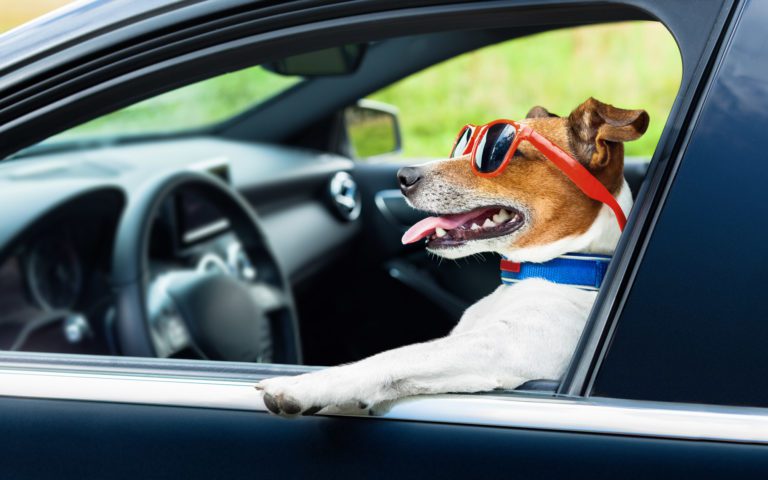 road trip with dogs