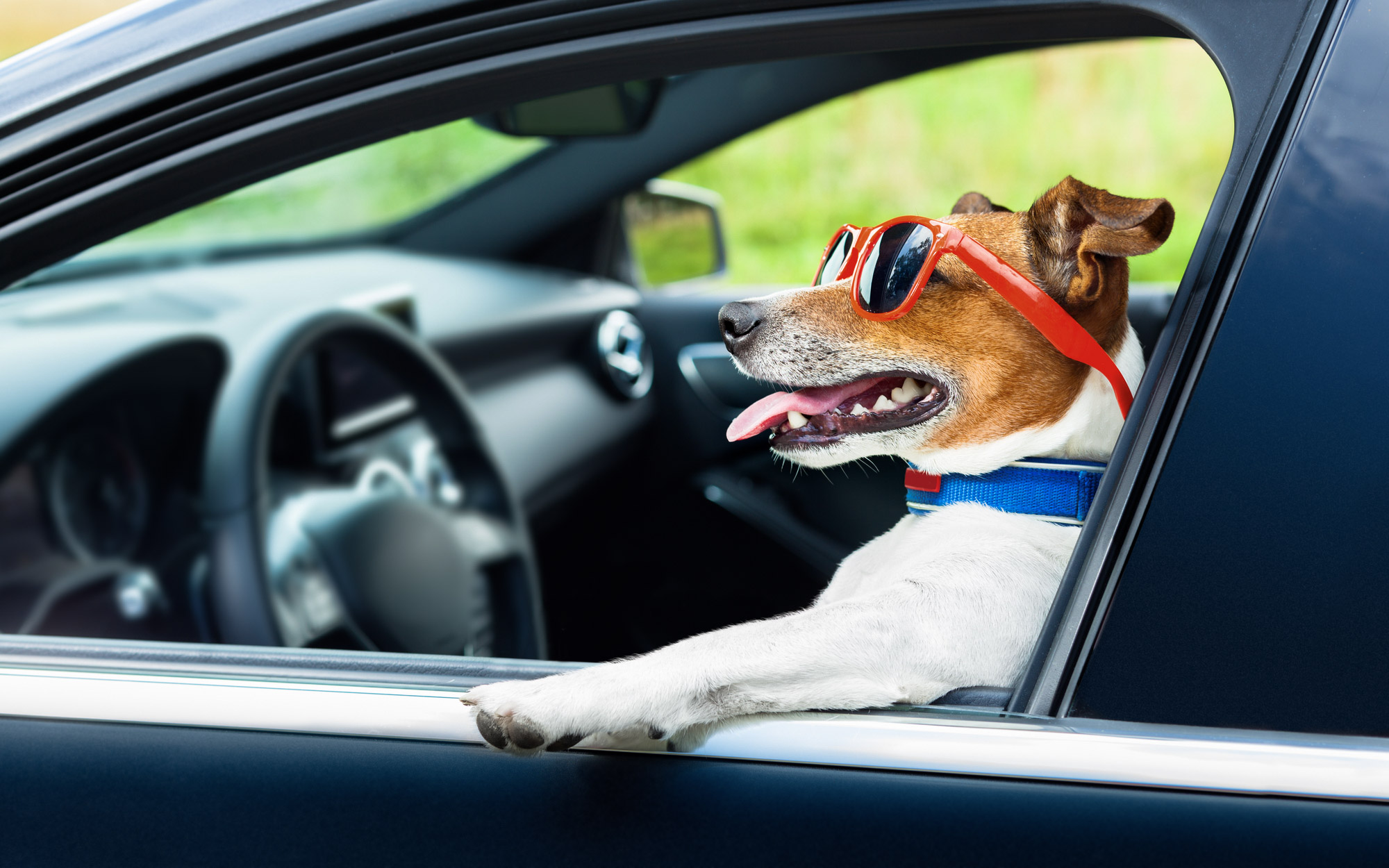 road trip with dogs