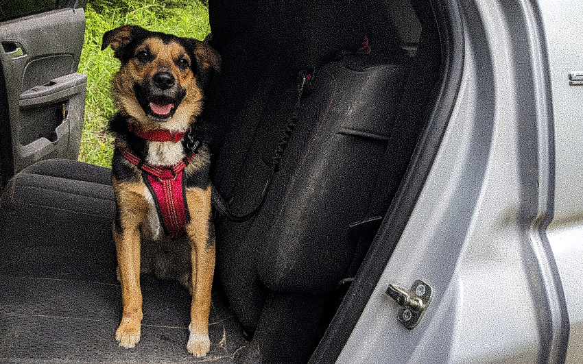 Road Trip with Dogs