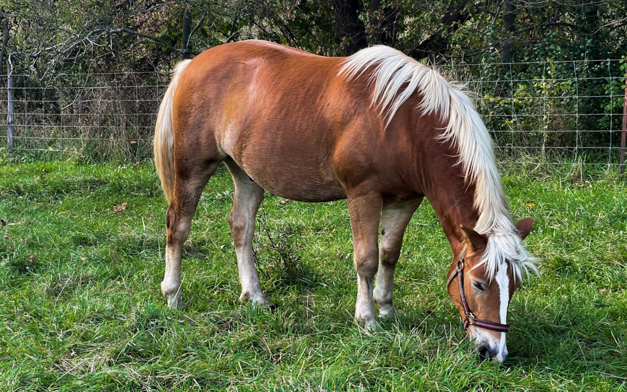 Brown and white horse grazing on grass | st jacobs ontario