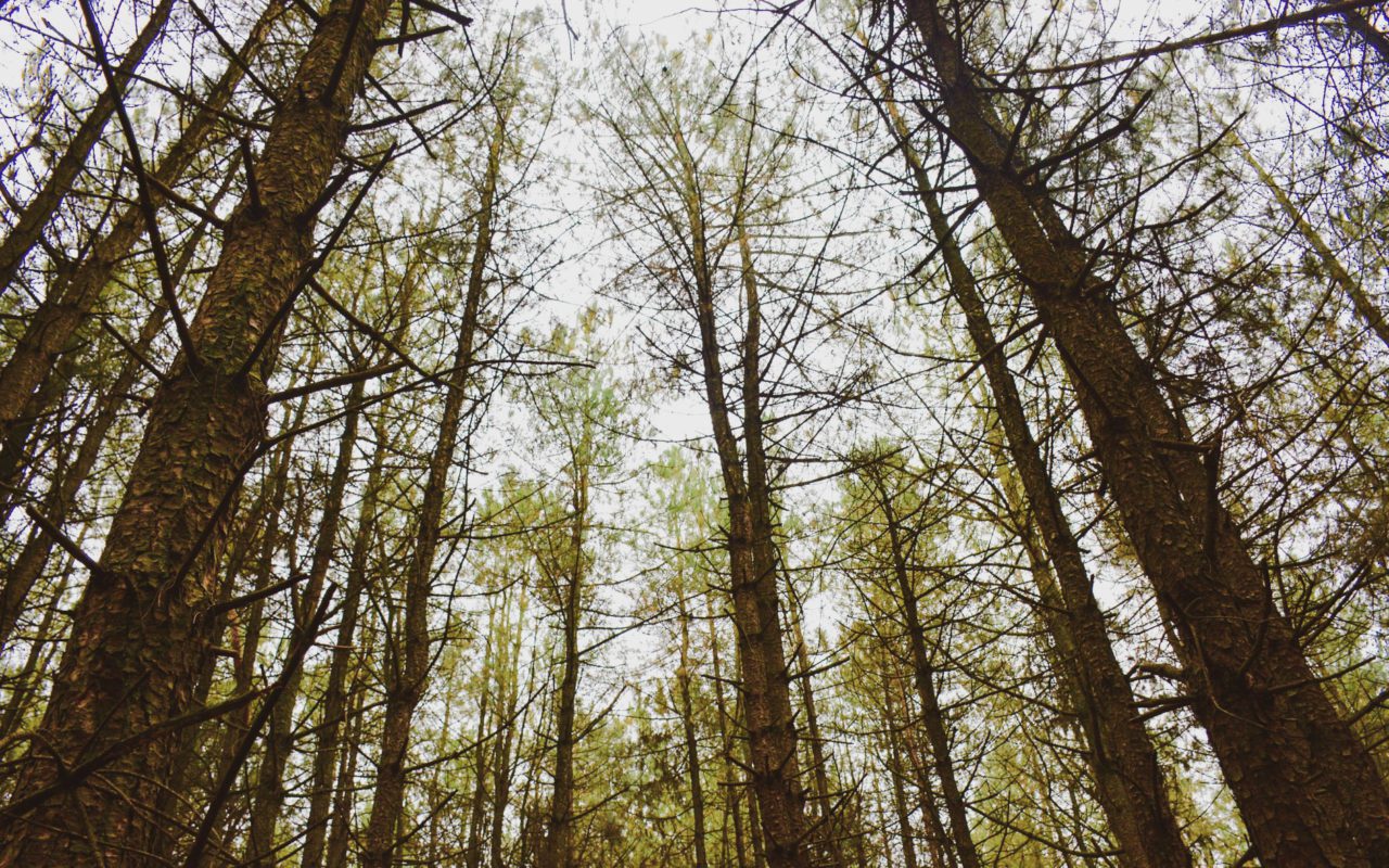 view standing in a forest looking up to the sky at the treetops