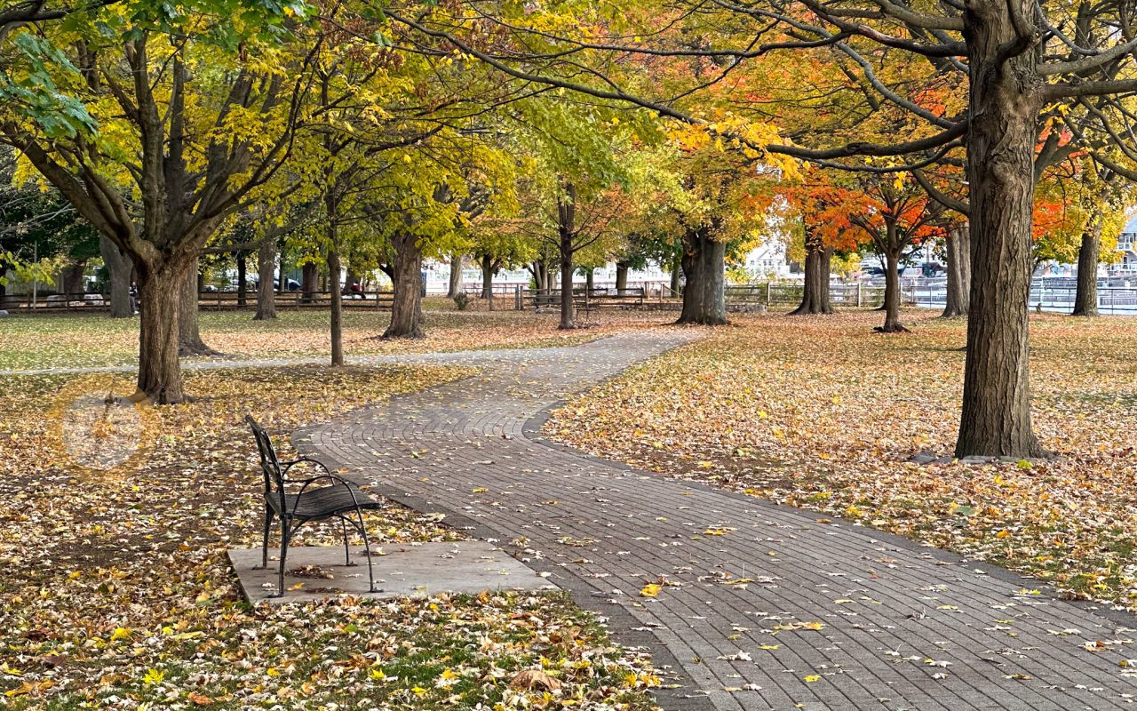 a bench on a path in a park - toronto waterfront trail