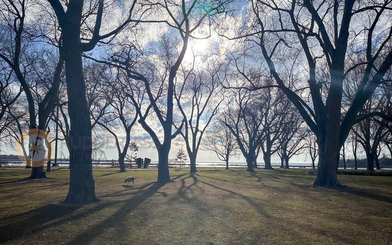 a group of trees in a park - waterfront trail toronto